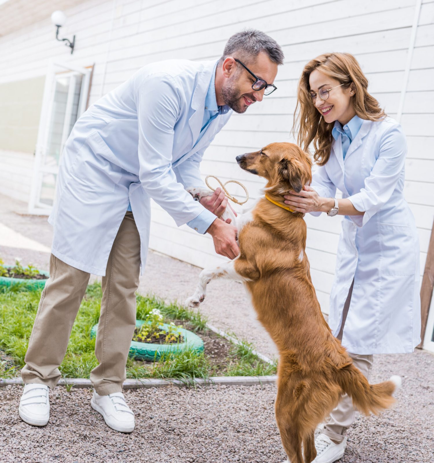 two veterinarians playing with dog on yard at veterinary clinic